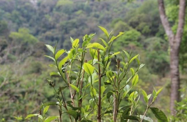 2023年勐庫那蕉古樹春茶品質(zhì)如何？