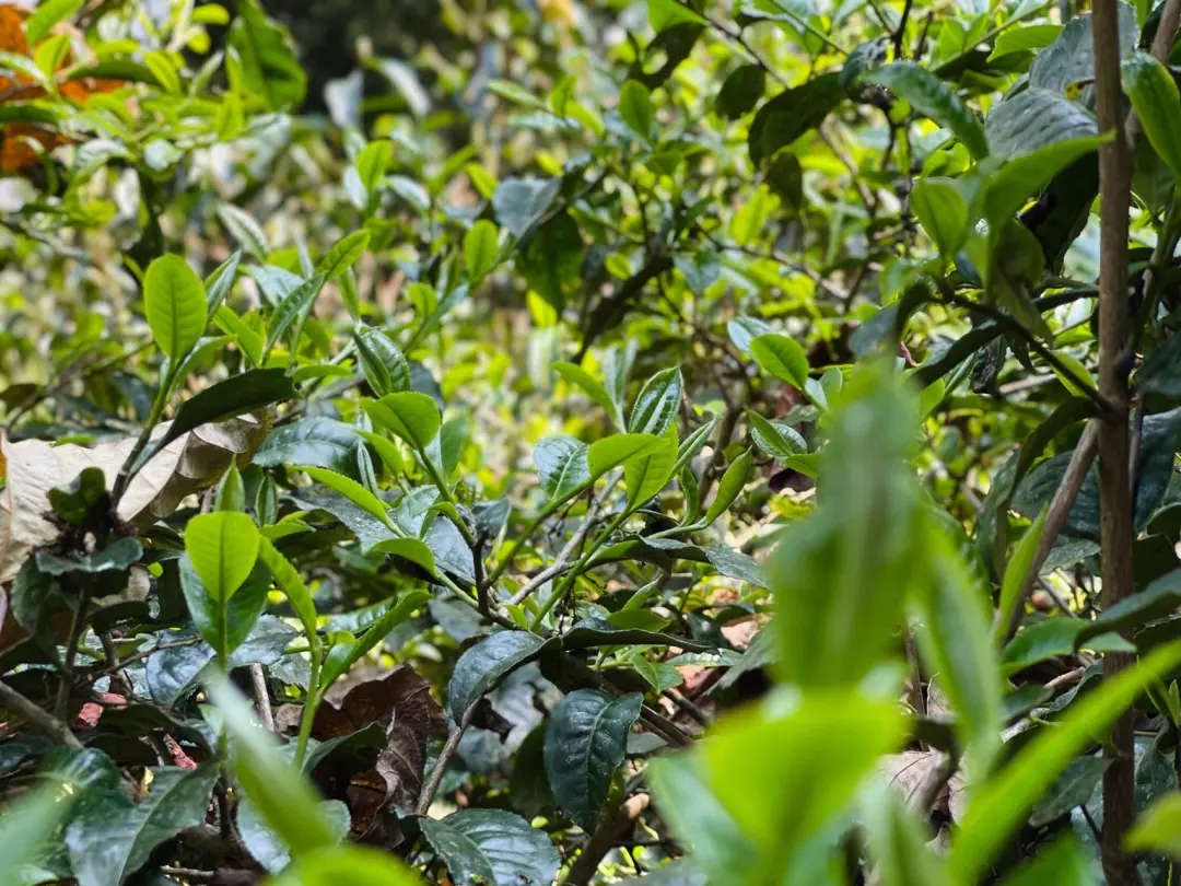 2023年勐庫(kù)那蕉古樹(shù)春茶多少一公斤？