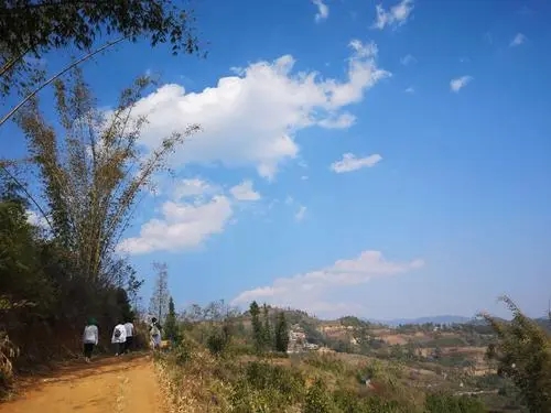 2023年勐庫(kù)豆腐寨古樹(shù)春茶特點(diǎn)是什么？