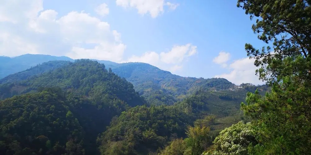 2023年勐庫豆腐寨古樹春茶品質如何？