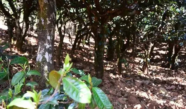 2023年勐庫豆腐寨古樹春茶價(jià)格是多少？