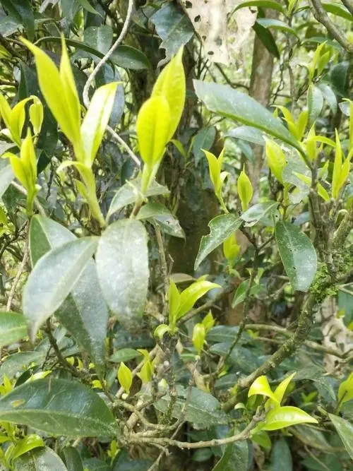 2023年勐庫河邊寨古樹春茶多少一公斤？