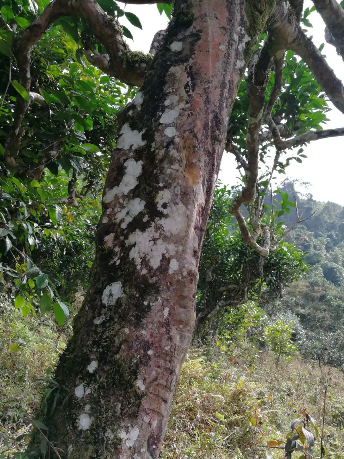 2023年麻栗坡古樹春茶特點是什么？