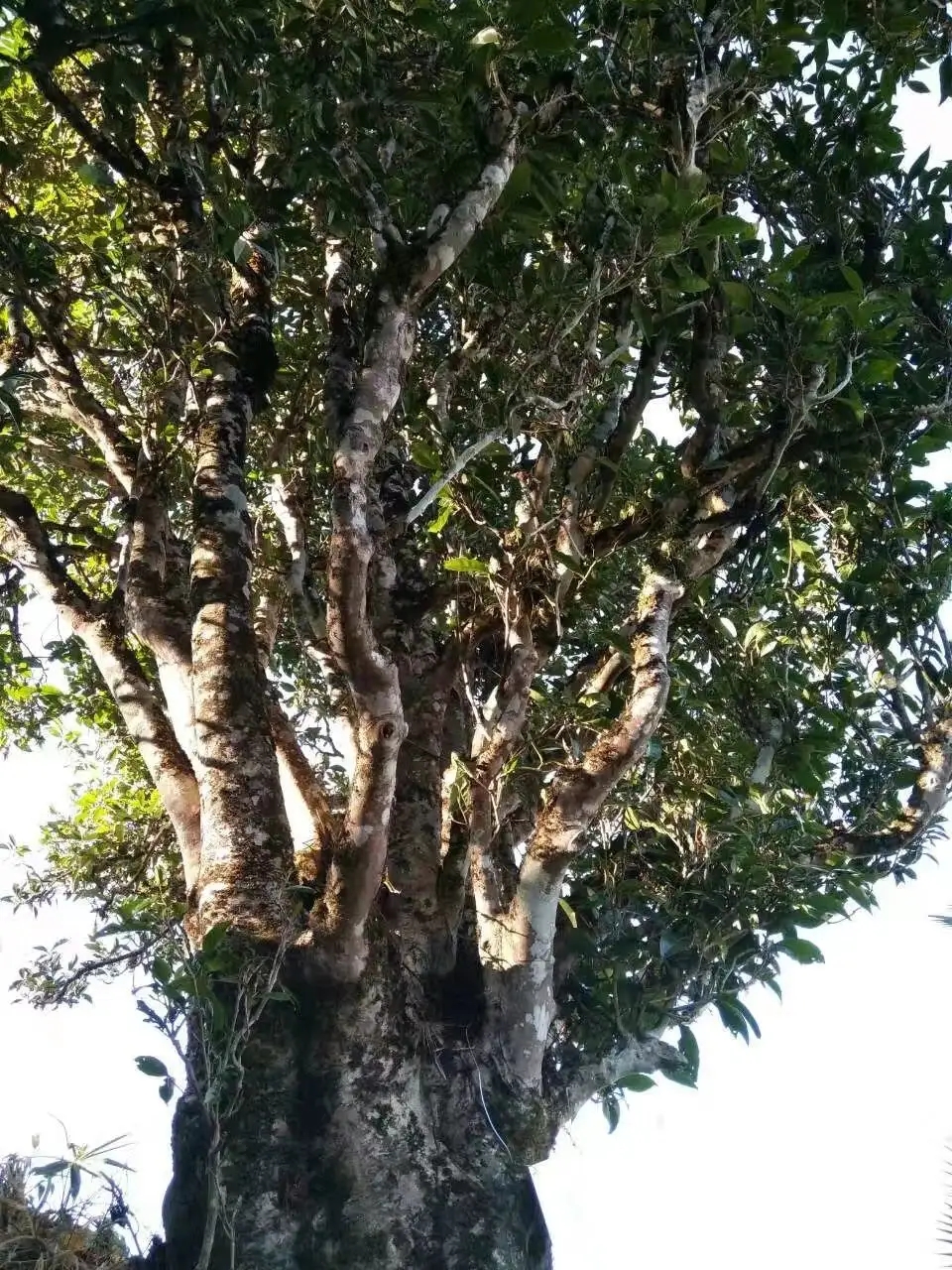 2023年麻栗坡古樹(shù)春茶口感怎么樣？