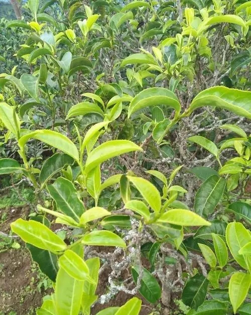 2023年鍋底塘古樹春茶品質(zhì)怎么樣？