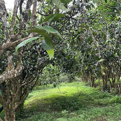 2023年永德大雪山古樹春茶特點是什么？