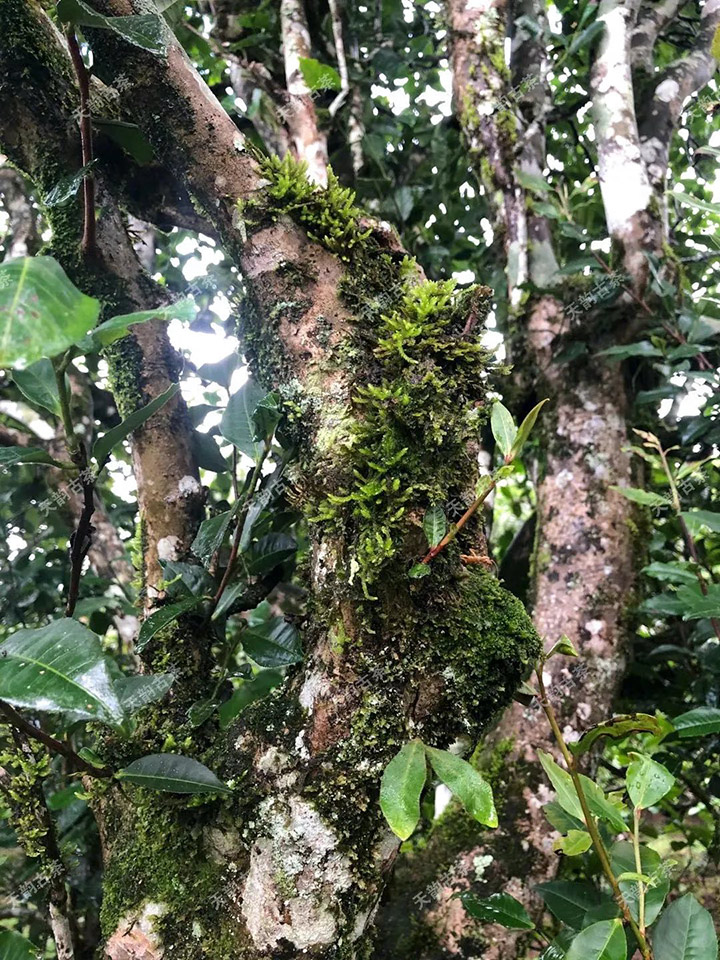 2023年永德大雪山古樹春茶品質(zhì)如何？