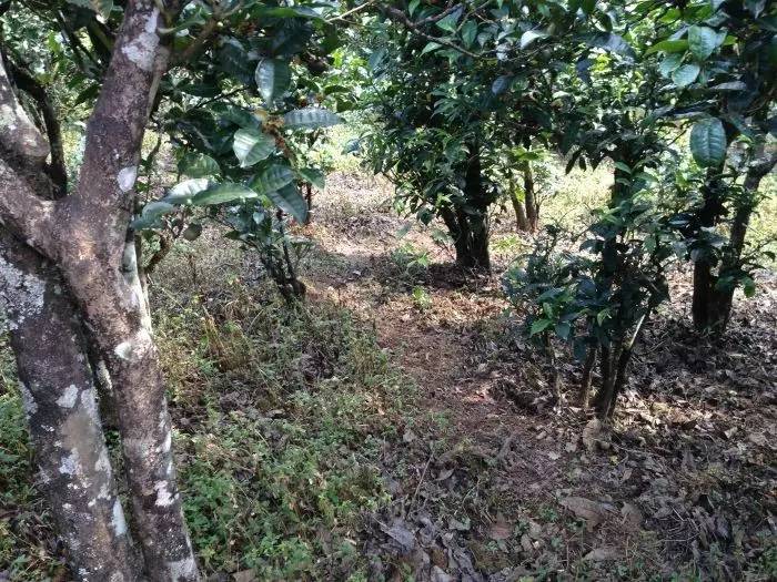 2023年永德大雪山古樹春茶價格是多少？