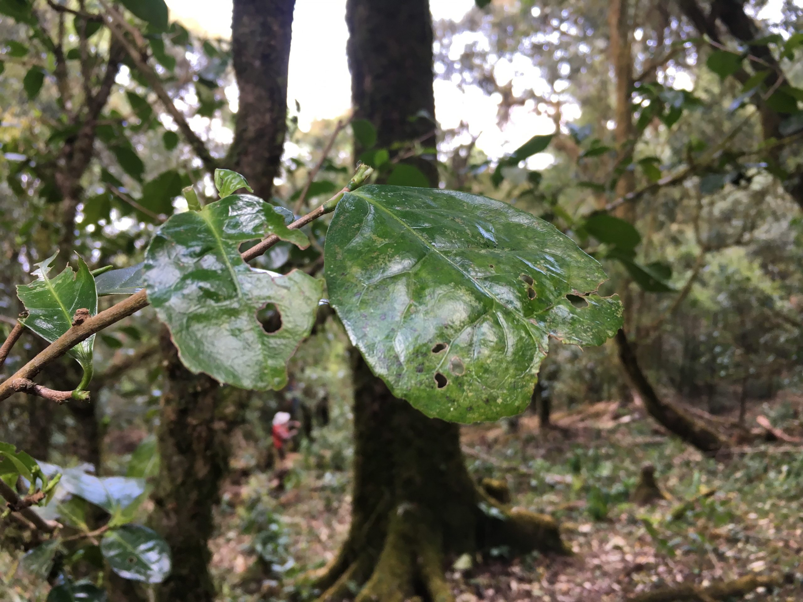 2023年永德大雪山古樹春茶多少一公斤？