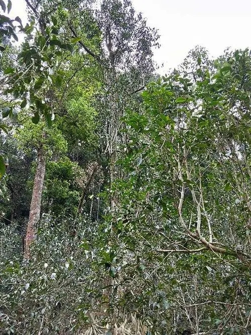 2023年多依樹古樹春茶品質(zhì)如何？