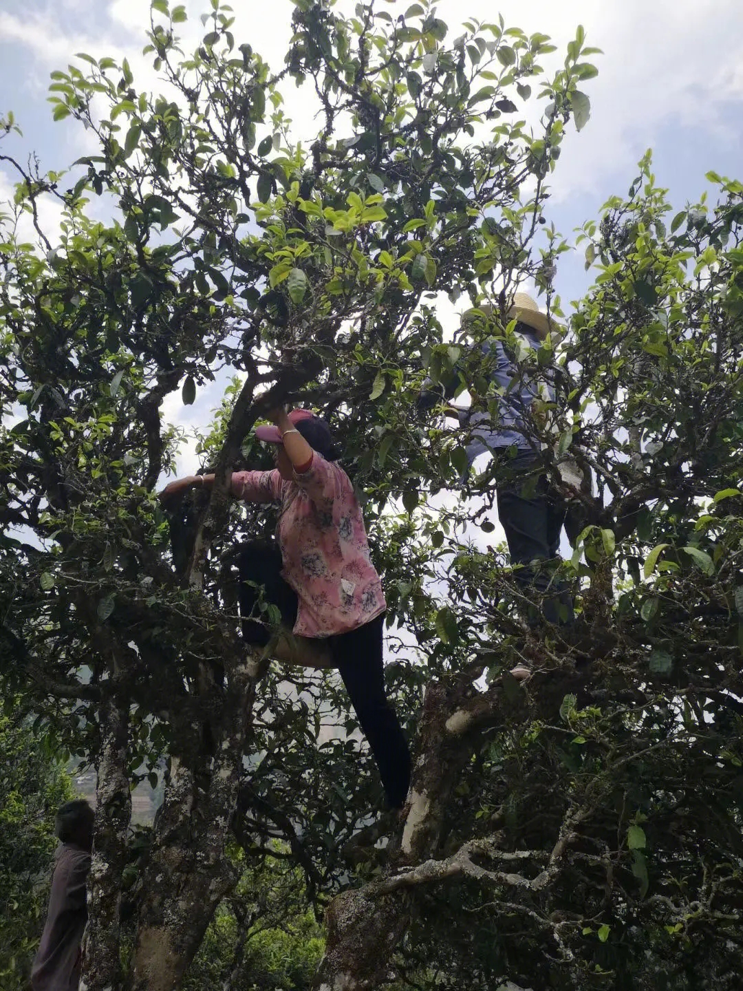 2023年寧洱擺尾箐古樹春茶特點(diǎn)是什么？