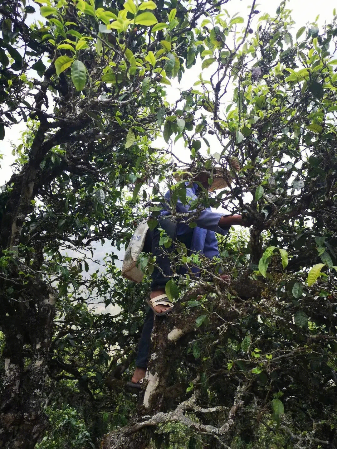 2023年寧洱擺尾箐古樹春茶品質(zhì)如何？