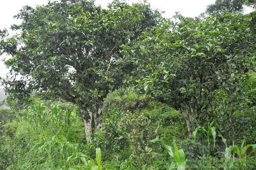 2023年鎮(zhèn)沅老海塘古樹春茶特點(diǎn) 是什么？