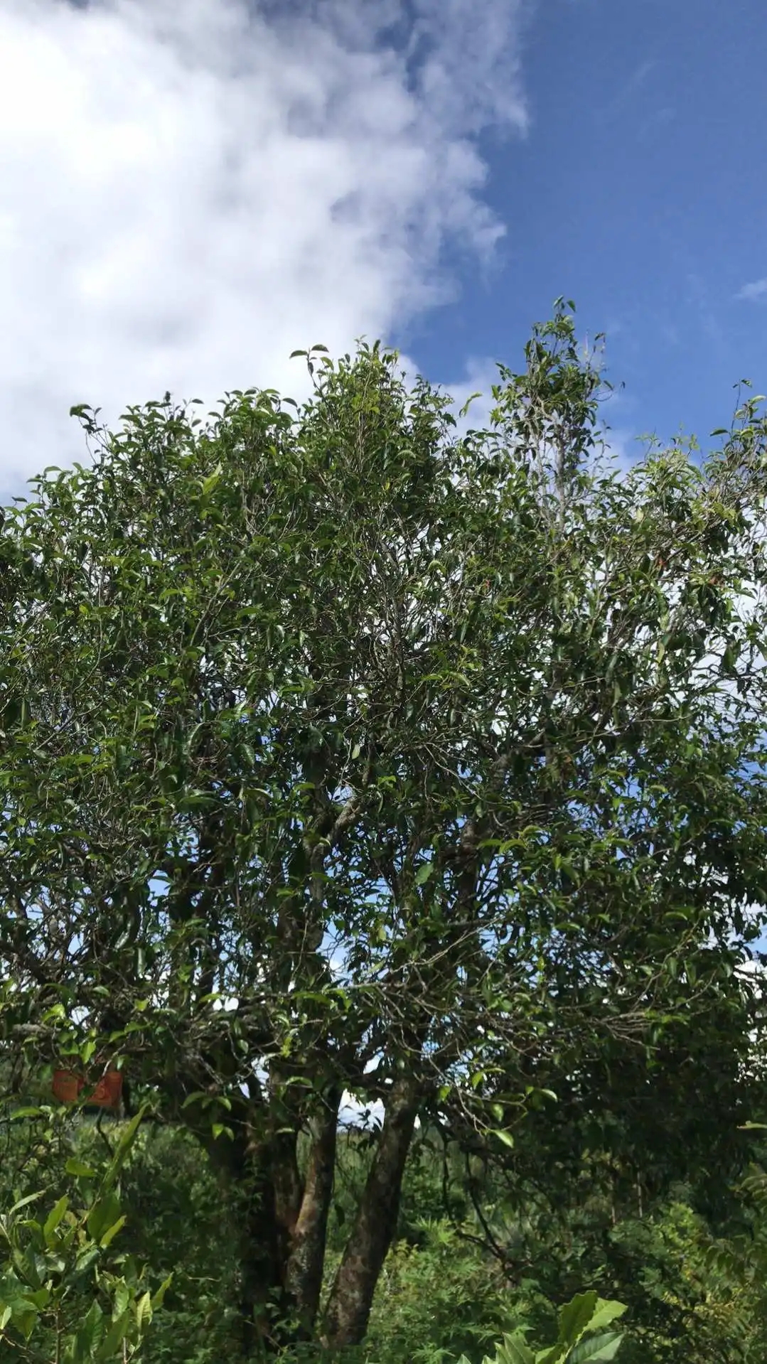 2023年鎮(zhèn)沅老烏山古樹春茶口感怎么樣？