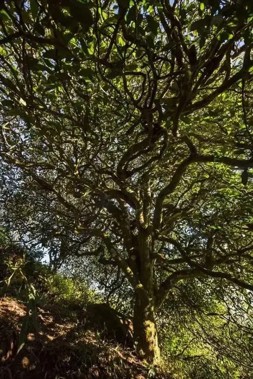 2023年鎮(zhèn)沅老烏山古樹春茶品質(zhì)如何？