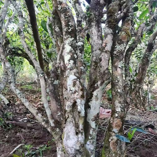 2023年鎮(zhèn)沅老烏山古樹春茶價(jià)格是多少？