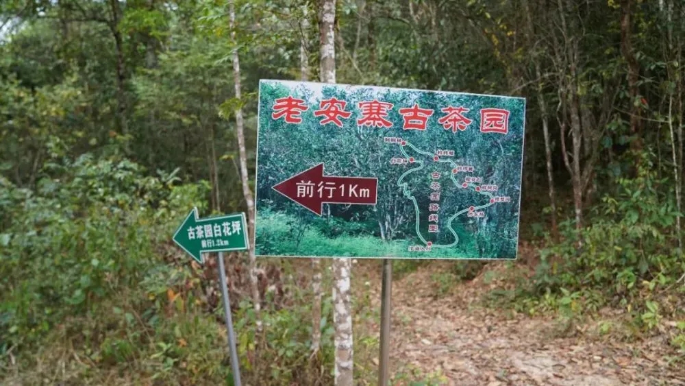 2023年普洱老安寨古樹春茶特點(diǎn)是什么？