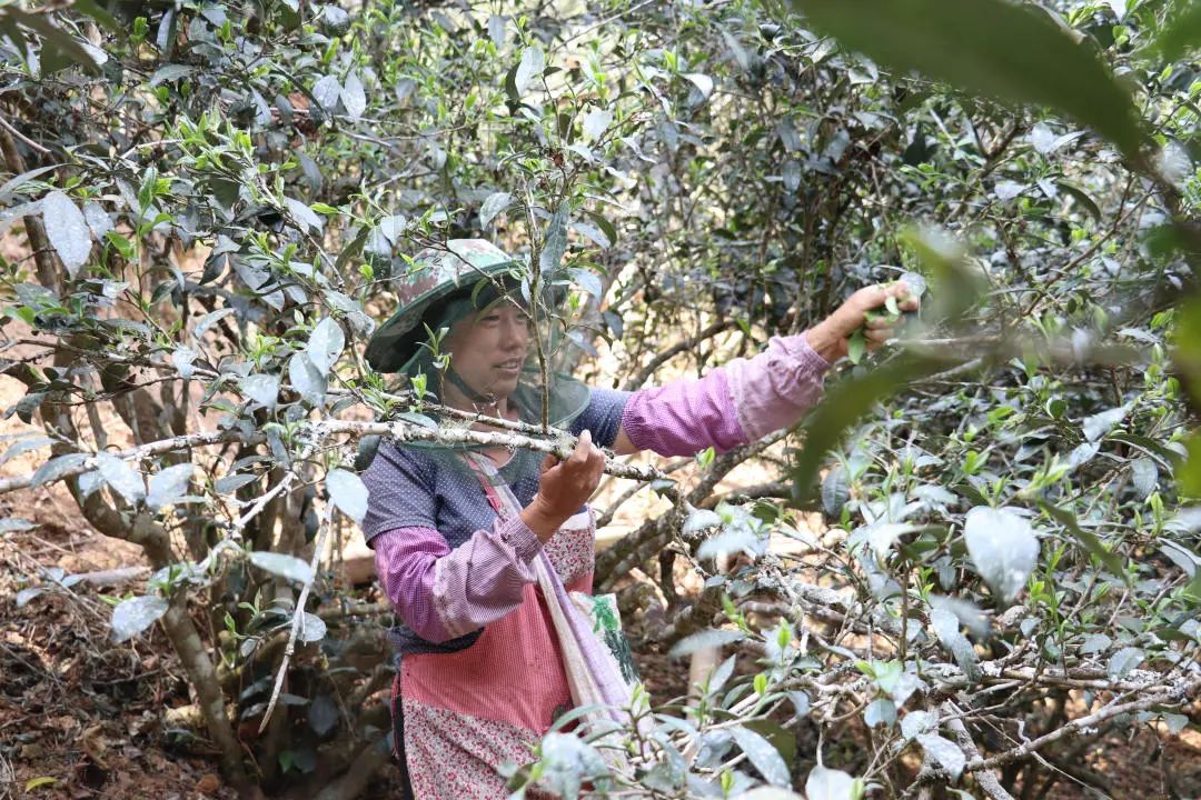 2023年普洱老安寨古樹春茶口感怎么樣？