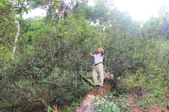 2023年普洱老安寨古樹春茶價(jià)格是多少？