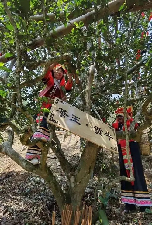 2023年普洱老安寨古樹春茶多少一公斤？