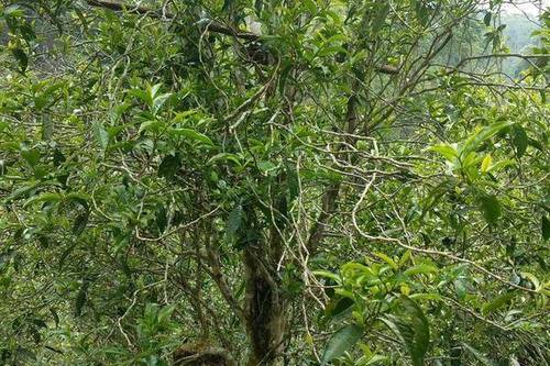 2023年千家寨古樹(shù)春茶口感怎么樣？