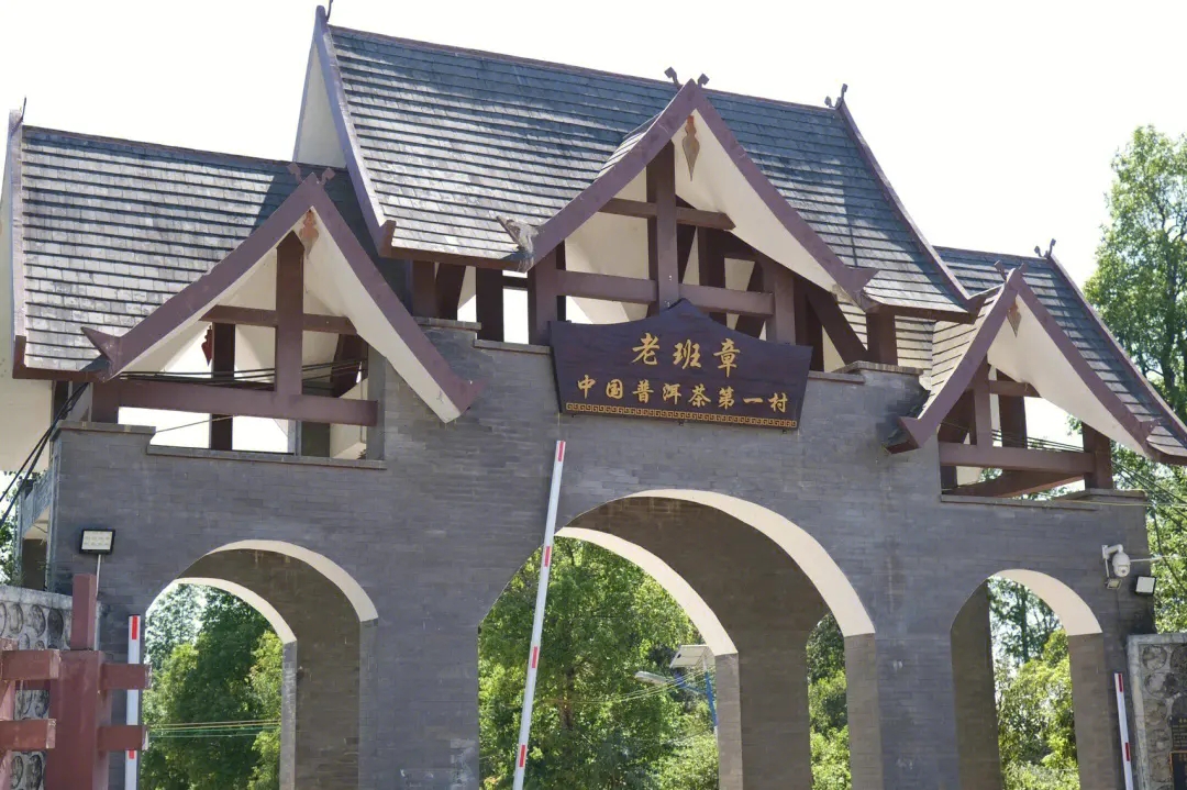 2024年老班章古樹春茶價格是多少？