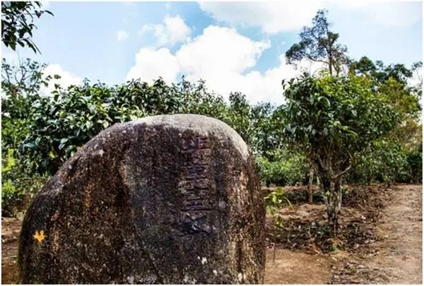 2024年老班章古樹春茶多少一公斤？