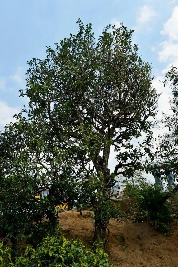 2024年冰島老寨古樹(shù)春茶口感是什么？