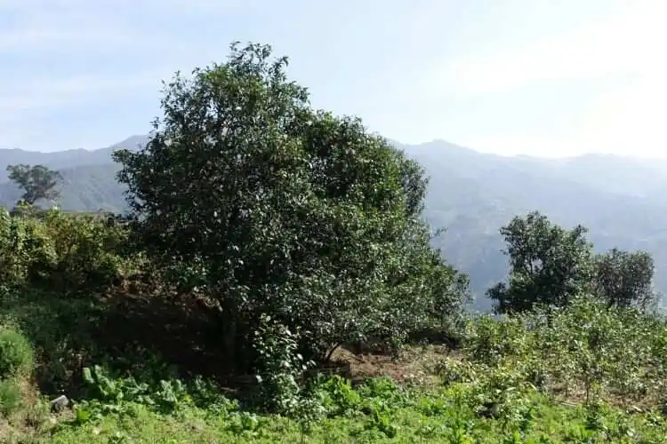 2024年冰島老寨古樹春茶特點(diǎn)是什么？