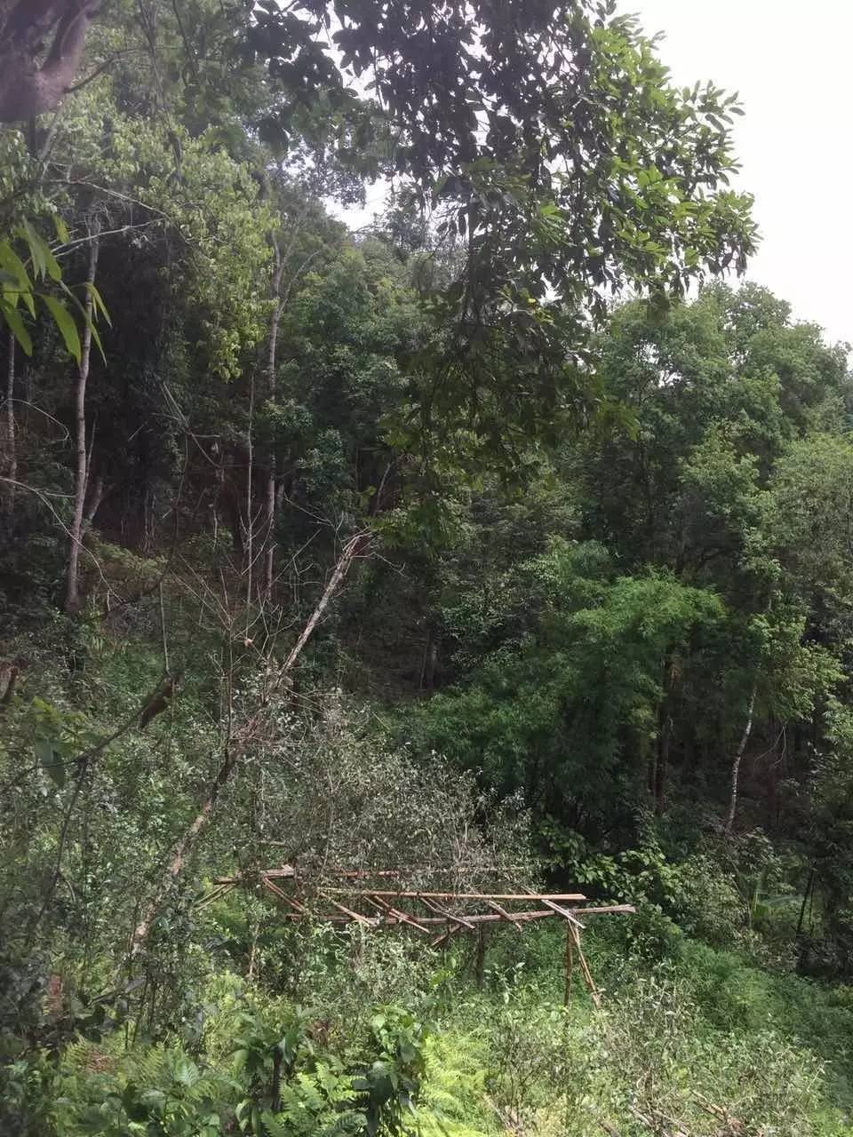 2024年曼松古樹春茶特點是什么？