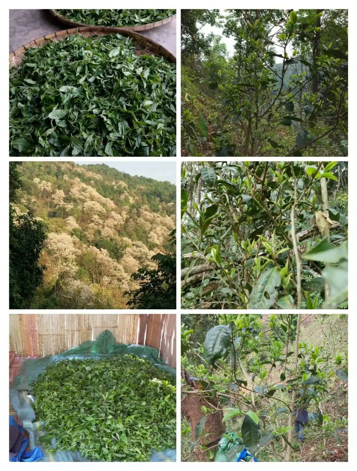 2024年曼松古樹春茶價(jià)格是多少？