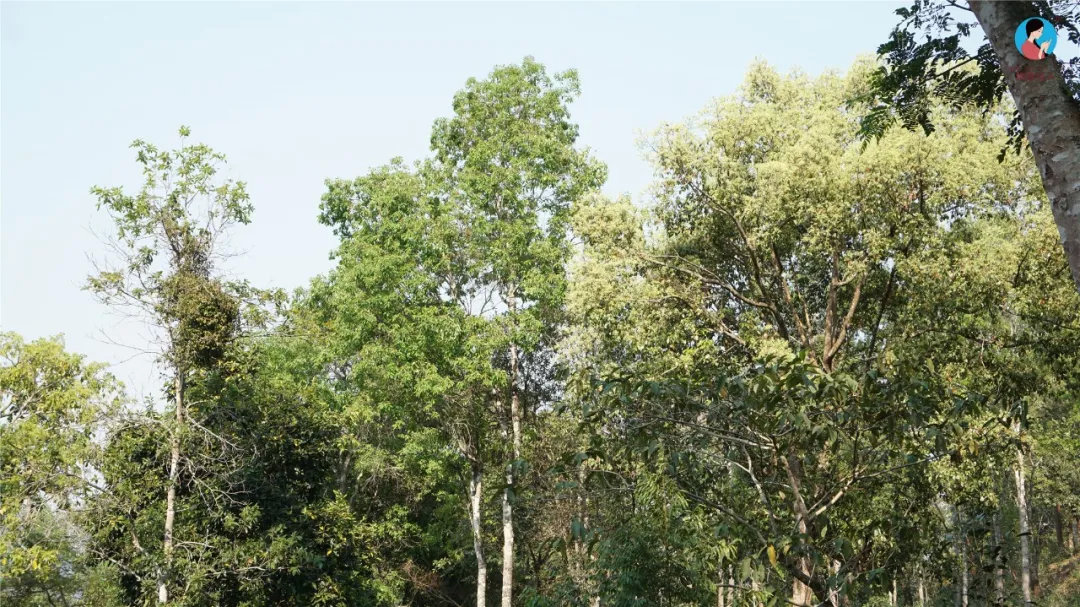 2024年曼松古樹春茶多少錢一公斤？