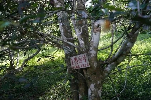 2024年薄荷塘古樹春茶特點是什么？