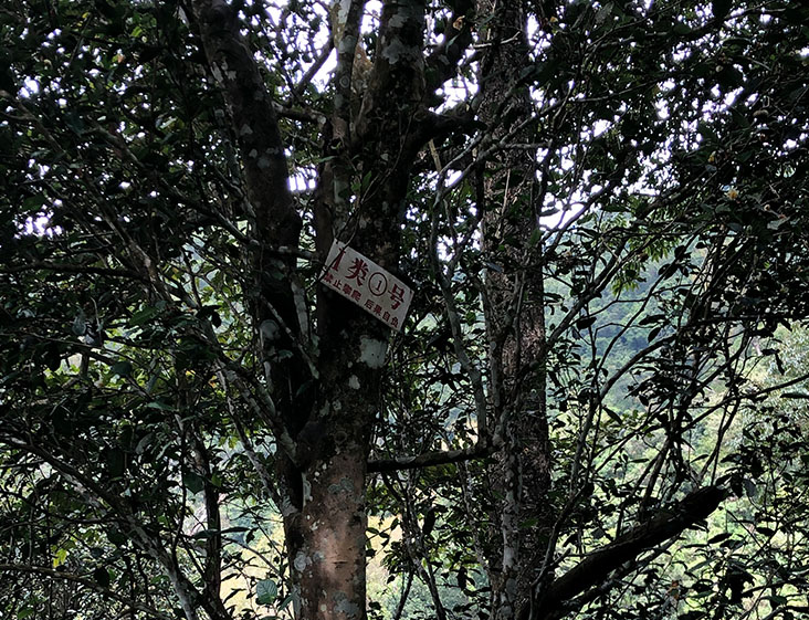 2024年薄荷塘古樹春茶多少錢一公斤？