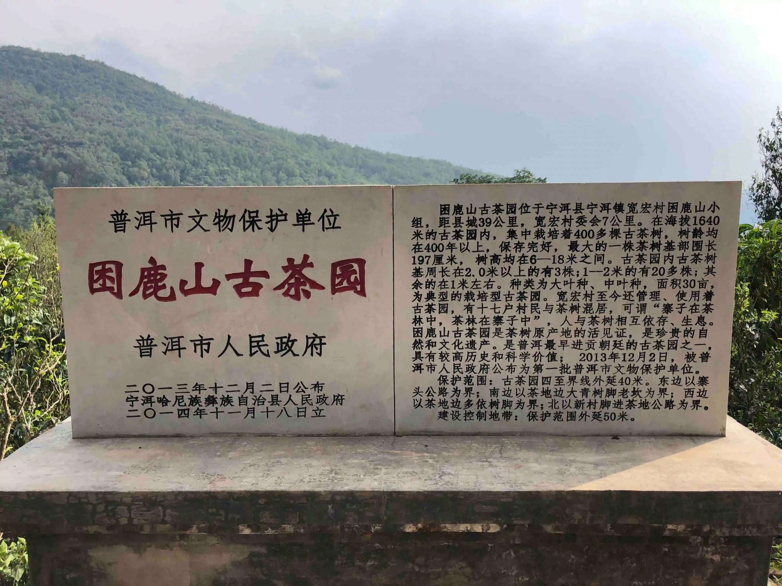 2024年困鹿山古樹春茶品質(zhì)怎么樣？