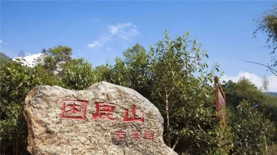 2024年困鹿山古樹(shù)春茶特點(diǎn)是什么？