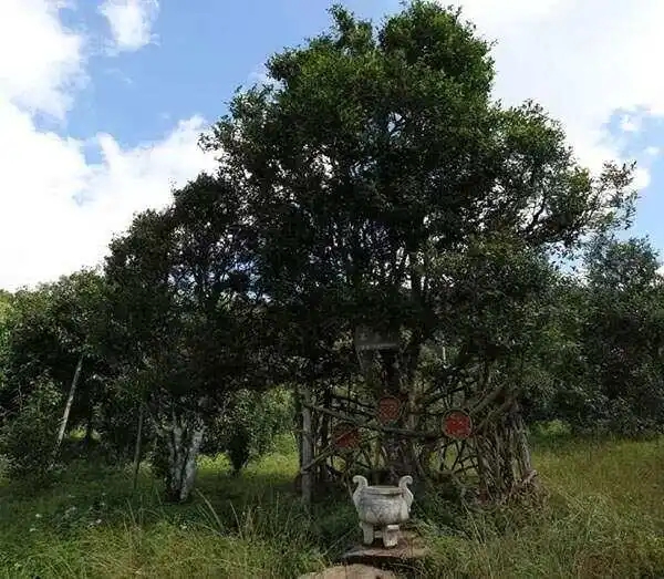 2024年困鹿山古樹春茶價格是多少？