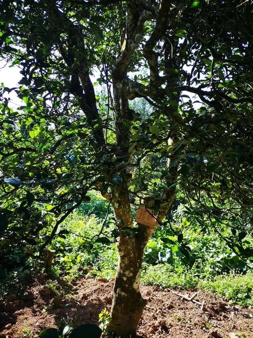 2024年困鹿山古樹春茶多少錢一公斤？