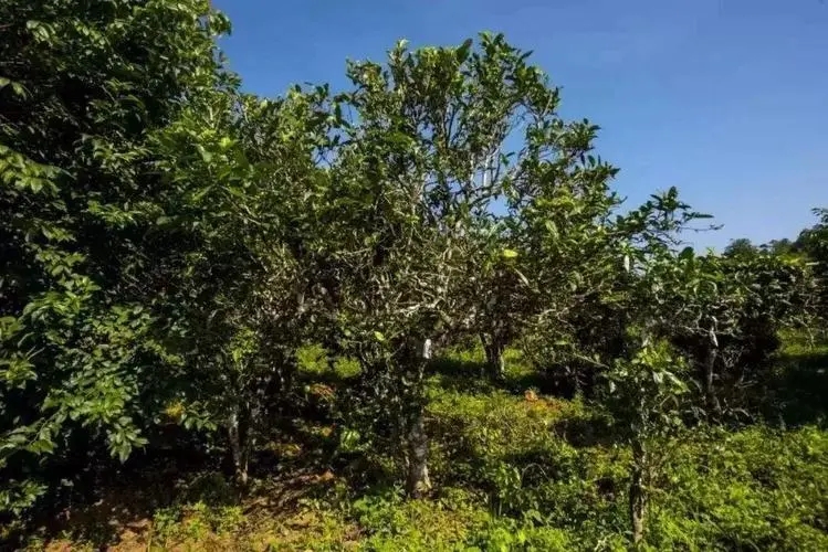 2024年迷帝古樹春茶特點(diǎn)是什么？