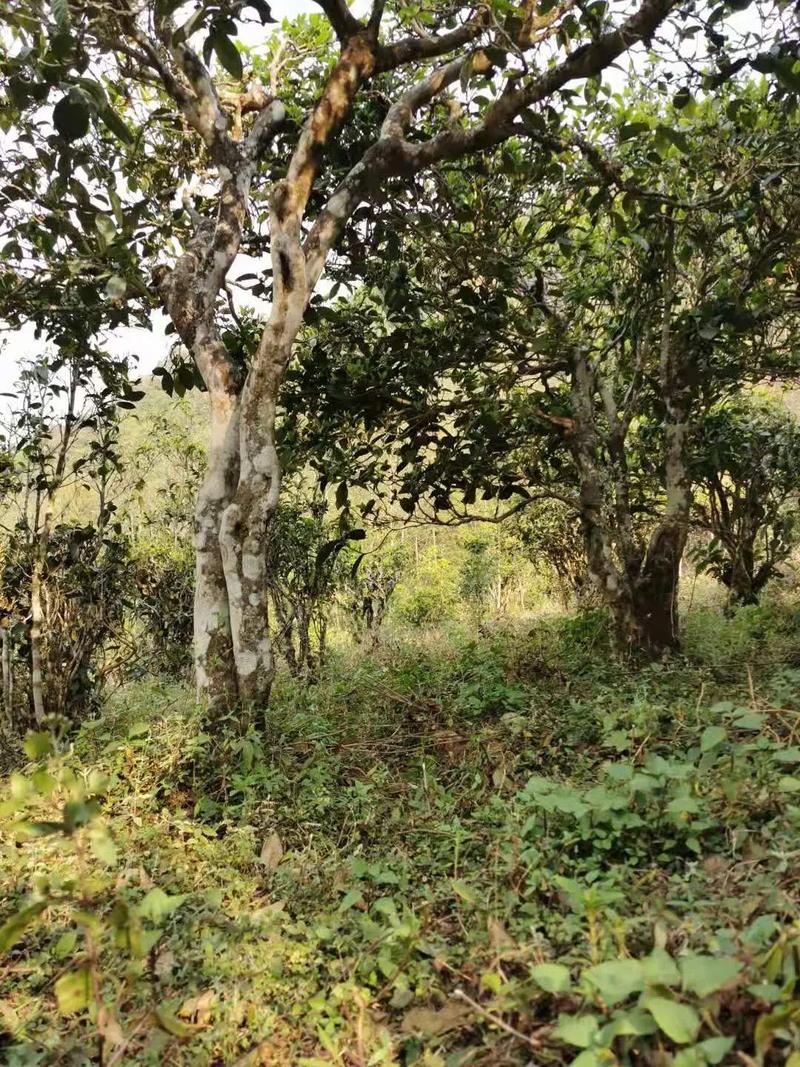 2024年迷帝古樹春茶品質(zhì)怎么樣？