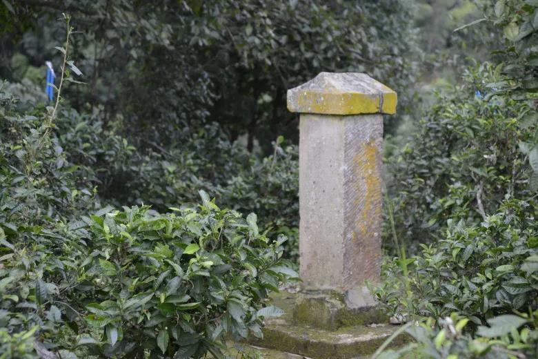 2024年迷帝古樹春茶價(jià)格是多少？