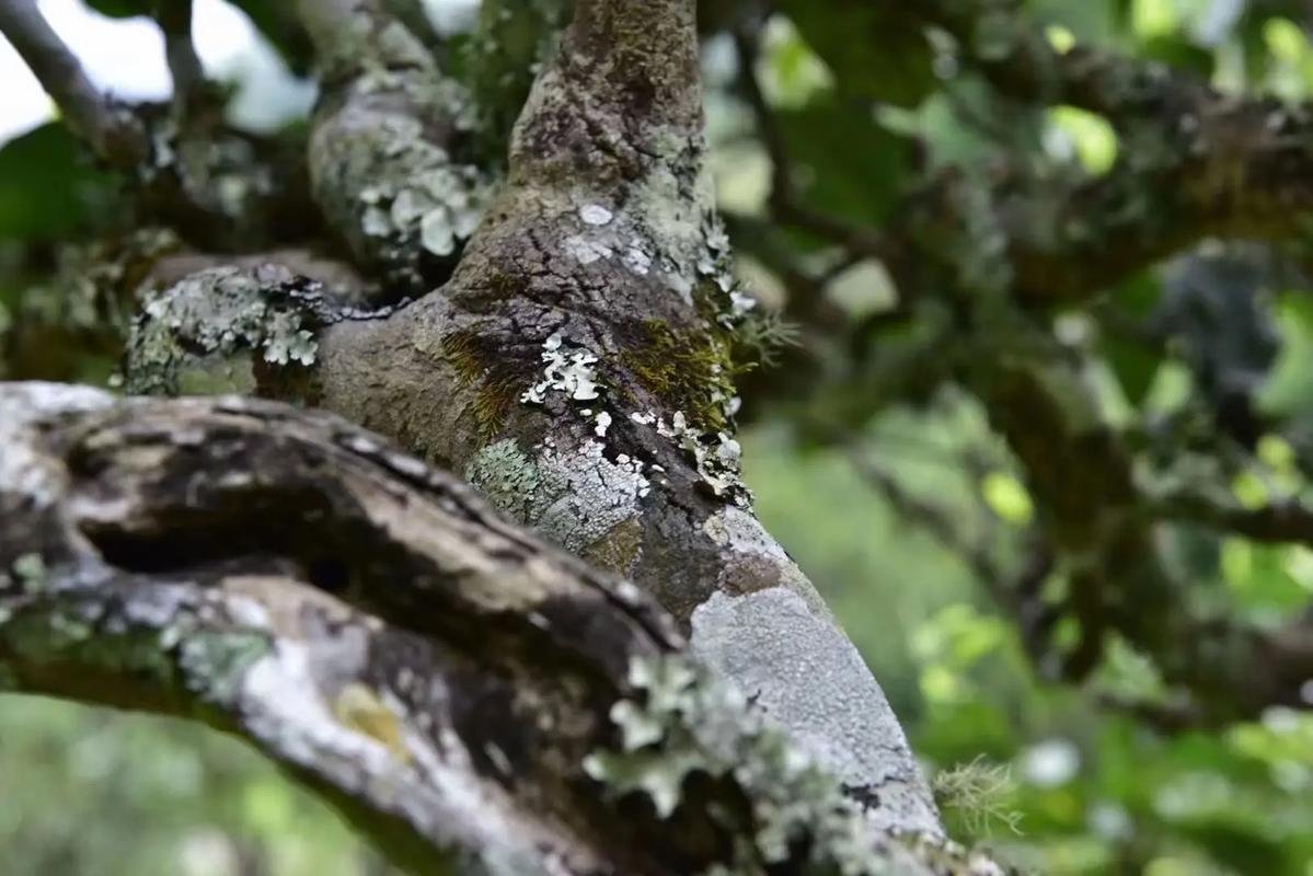 2024年迷帝古樹(shù)春茶多少錢(qián)一公斤？