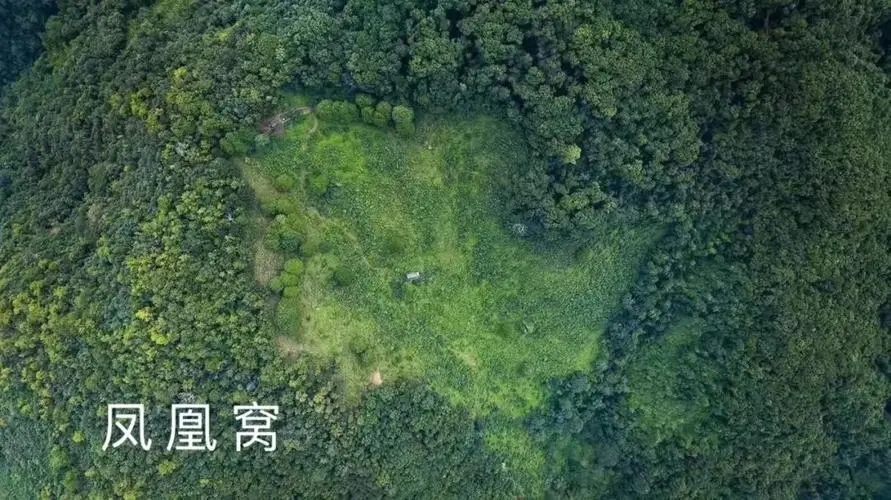 2024年墨江鳳凰窩古樹春茶多少錢一公斤？