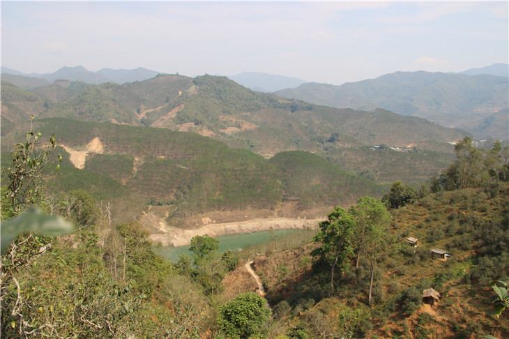 2024年昔歸古樹(shù)春茶口感是什么？