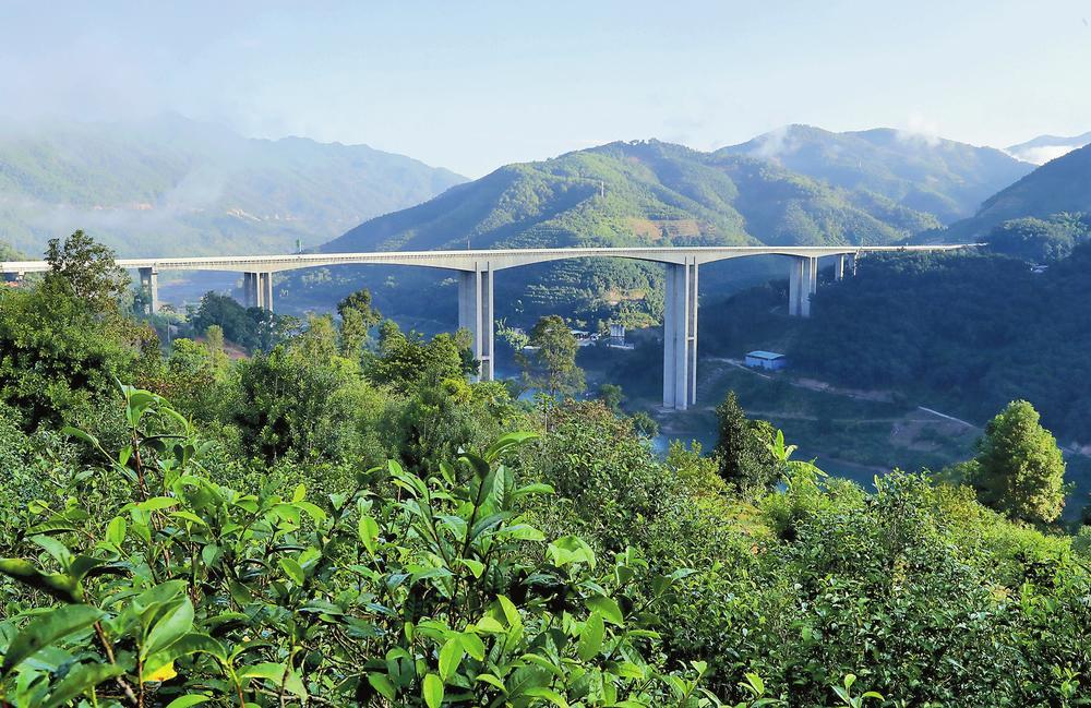 2024年昔歸古樹春茶品質(zhì)如何？