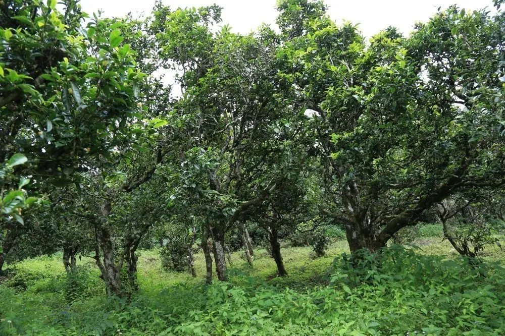 2024年昔歸古樹春茶價(jià)格是多少？