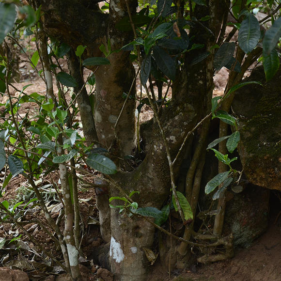 2024年磨烈古樹(shù)春茶口感怎么樣？