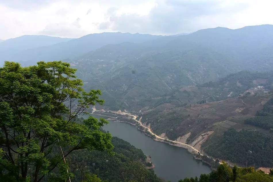 2024年磨烈古樹(shù)春茶多少錢(qián)一公斤？