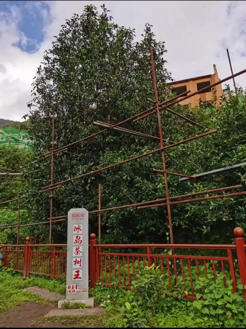 冰島老寨詳細介紹口感！