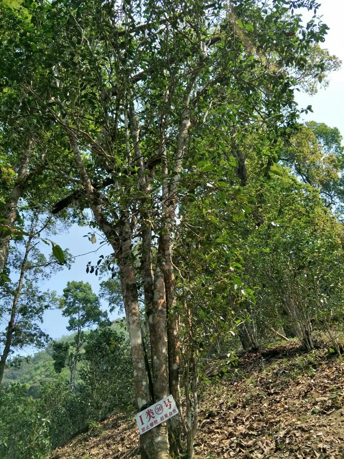 野境王者、普洱巔峰！薄荷塘成為普洱無冕之王的十大原因